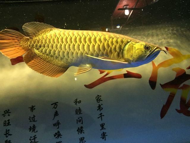 金龍魚詩詞怎么形容 龍魚百科 第2張