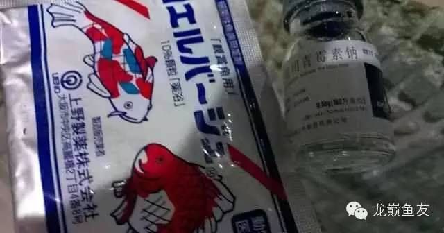 龍魚(yú)能不能用青霉素 龍魚(yú)百科 第3張