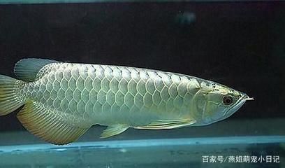 龍魚拉屎像棉絮一樣 龍魚百科 第2張