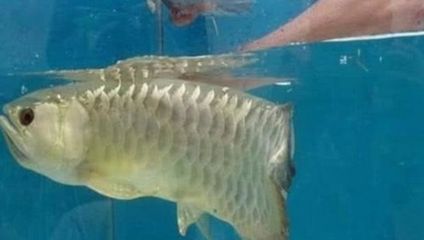 金龍魚品種排名前十