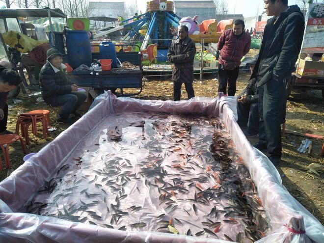 甘孜藏族自治州觀賞魚批發(fā)市場 全國觀賞魚市場 第1張