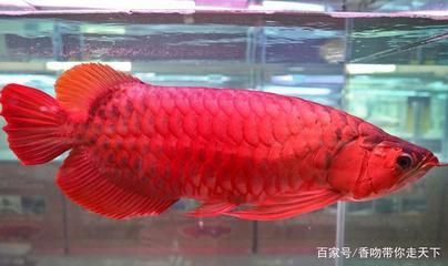 紅龍魚(yú)多久成年可以繁殖出來(lái) 龍魚(yú)百科 第2張