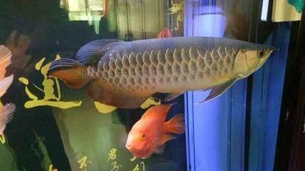 養(yǎng)龍魚的禁忌 龍魚百科 第2張