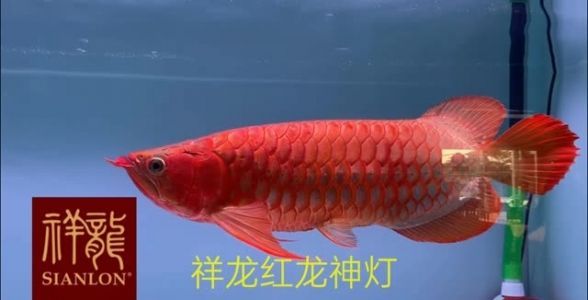 紅龍魚(yú)增色專用燈：打造絢麗紅龍，水質(zhì)清澈不染色 水族燈