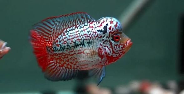 泰國(guó)金花羅漢魚批發(fā)：優(yōu)選品質(zhì)，打造獨(dú)特水族景觀 混養(yǎng)魚（配魚）