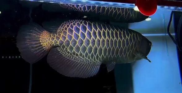 原生40公分古典過背金龍魚：水族箱的璀璨明珠