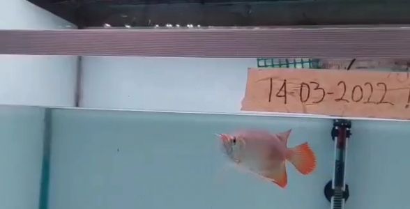 印尼魚場自選紅龍福龍魚：源自印尼，品質(zhì)之選，福運隨之來