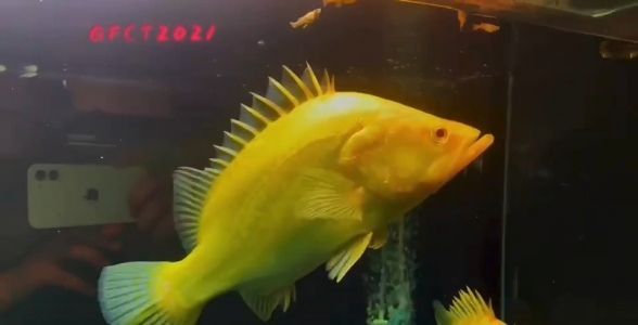 赤焰中國(guó)虎魚：水族箱中的“火焰戰(zhàn)士”