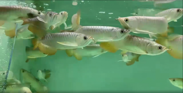 B級過背金龍魚：璀璨如星的觀賞珍品，水族箱中的亮眼存在