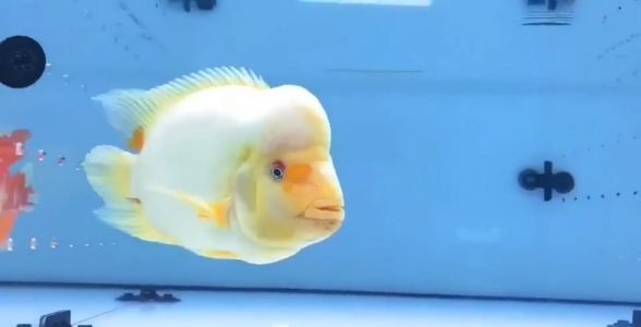 紅白財神魚：水族新寵，吉祥與美麗的完美結合