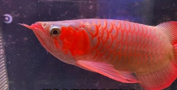 祥龍魚場(chǎng)超血紅龍魚：珍稀之巔，水族世界的璀璨瑰寶