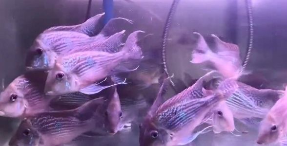 斯維尼關刀魚：熱帶魚中的優(yōu)雅舞者，水族箱中的璀璨明星