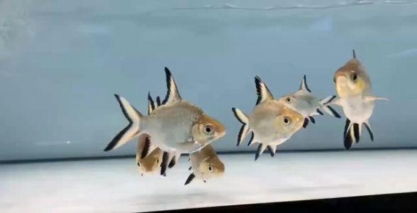 銀鯊魚：神秘深海獵手，探秘其獨(dú)特魅力與飼養(yǎng)秘籍