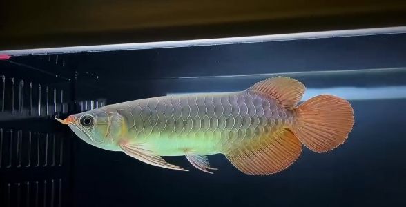 綠皮辣椒紅龍魚：獨(dú)特魅力引領(lǐng)熱帶魚新潮流