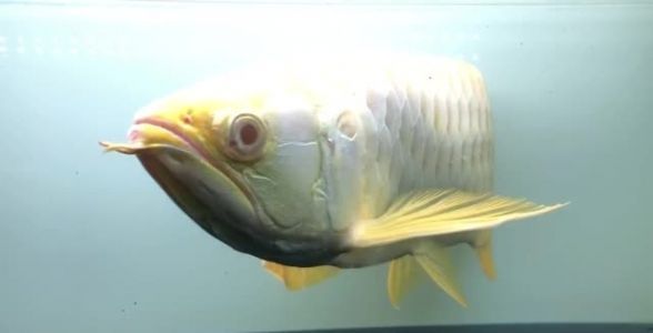 珍稀之選：55cm白子金龍魚，鎮(zhèn)店之寶展現(xiàn)非凡魅力 祥龍魚場高端龍魚