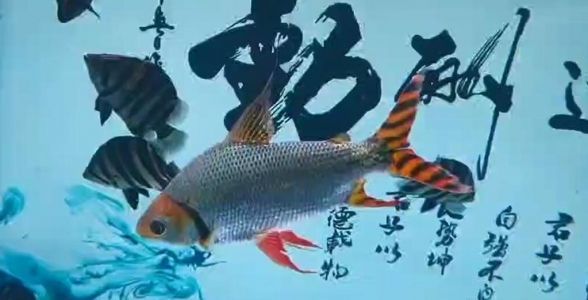 飛鳳魚：熱帶魚中的優(yōu)雅舞者，水族箱中的璀璨明星