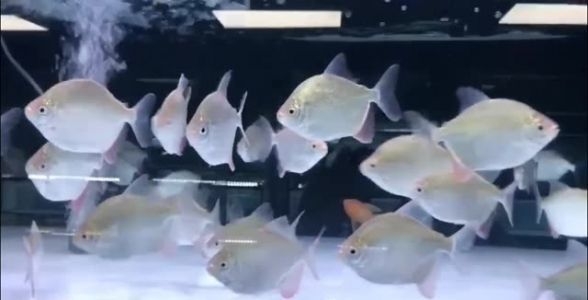 麥肯斯銀版魚：獨(dú)特魅力的觀賞魚新星 混養(yǎng)魚（配魚）