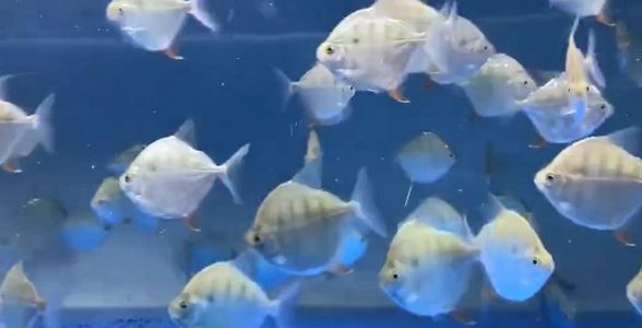 虎紋銀版魚(yú)：獨(dú)特虎紋魅力四溢，打造水族箱的野性之美