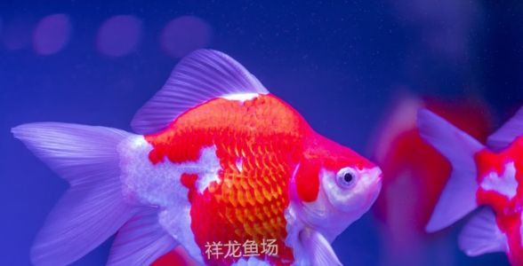 玉鯖錦鯉魚：珍稀觀賞魚的養(yǎng)殖與鑒賞全攻略