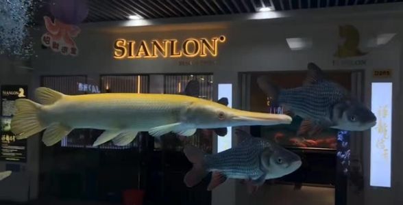 皇家火箭魚：獨(dú)特魅力、飼養(yǎng)技巧與市場前景，打造水族箱中的奢華明星