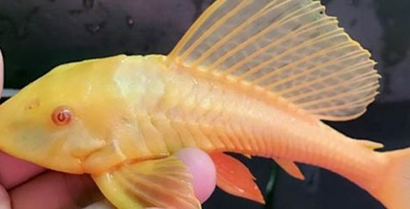 女王大帆魚：優(yōu)雅水中的皇后，引領水族新風尚