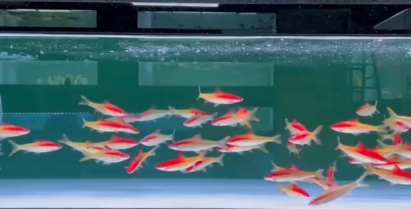 黃金一眉道人：探尋珍稀魚種的獨特魅力與養(yǎng)殖秘籍