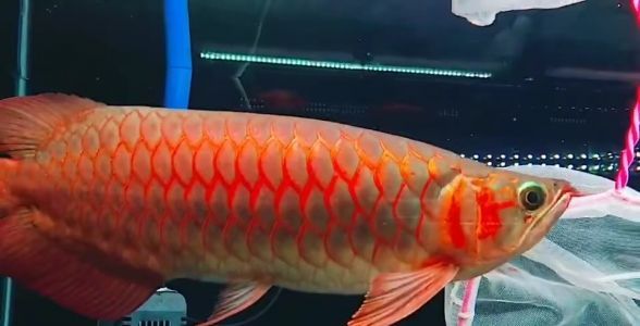 翹頭戰(zhàn)車紅龍魚(yú)：優(yōu)雅體型下掛胸鰭，驚艷水族之選