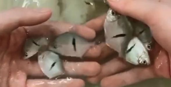 細線銀版魚：精致與典雅的完美結合，水族箱中的新星