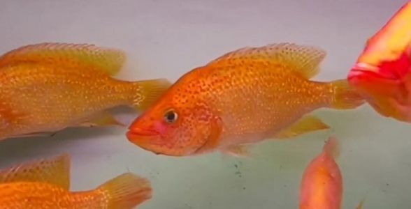 紅老虎魚：水族箱中的紅色霸主，力與美的完美結(jié)合