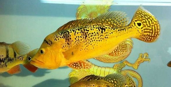 巴西亞魚：熱帶水族箱的明星，探秘其獨特魅力與飼養(yǎng)之道