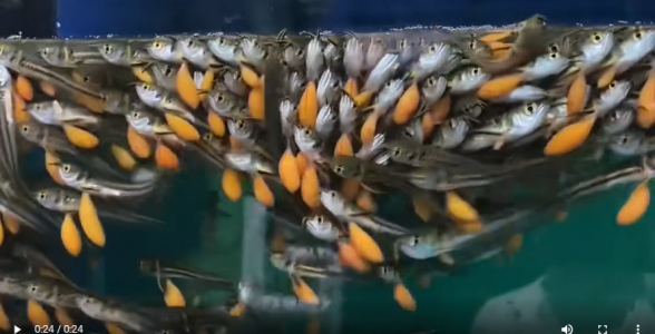 銀龍苗：未來銀色巨龍的起點，水族新寵的成長之旅