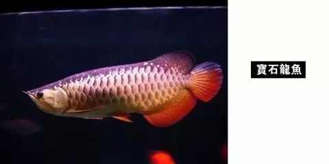 龍魚燈光顏色