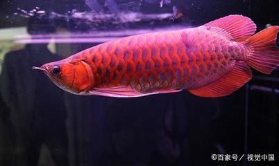 紅龍魚(yú)每天需要開(kāi)燈多久 龍魚(yú)百科 第2張