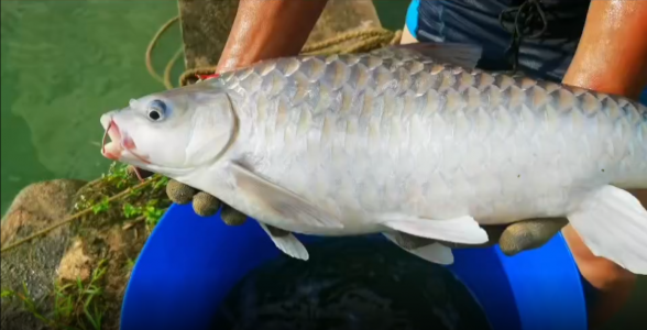 馬來西亞忘不了魚：珍稀美味，水族中的奢侈品