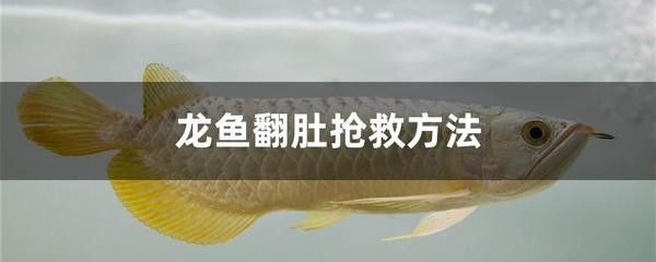 龍魚急救方法 龍魚百科