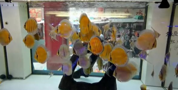 野彩魚(yú)：探尋自然之美，水族箱中的炫彩明星