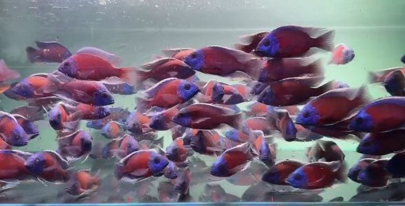 紅面財(cái)神魚(yú)：吉祥富貴的象征，水族箱中的紅色魅力之星