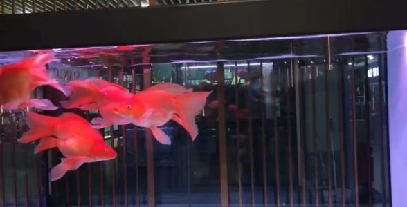 紅蝴蝶鯉魚：水族箱中的紅色精靈，優(yōu)雅與活力的完美結(jié)合