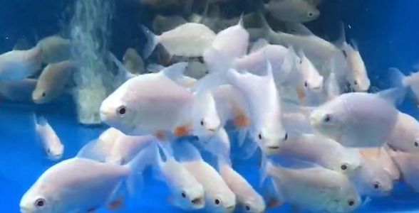 白子銀版魚：珍稀的觀賞魚之星，水族箱中的優(yōu)雅精靈