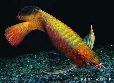 龍魚怎么養(yǎng)最好活的魚