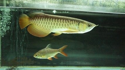 金龍魚白色背景圖 龍魚百科 第3張