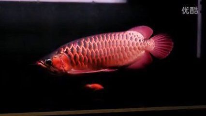 頂級紅龍魚