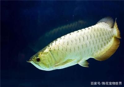 龍魚(yú)幾個(gè)月能長(zhǎng)大了嗎 龍魚(yú)百科 第1張