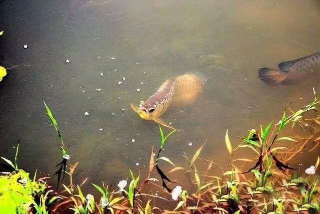 野生龍魚生活環(huán)境 龍魚百科 第1張