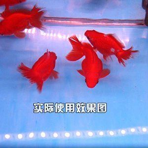 龍魚魚缸的燈晚上需要關嗎