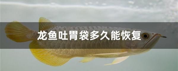 龍魚吃了就吐出來(lái)了