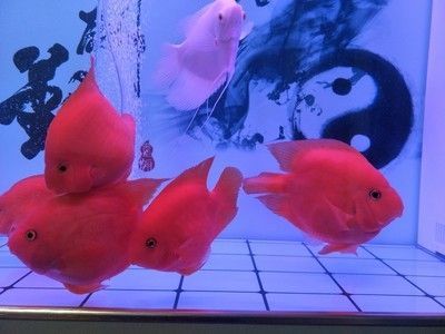 yee的森森魚缸哪個好點 森森魚缸