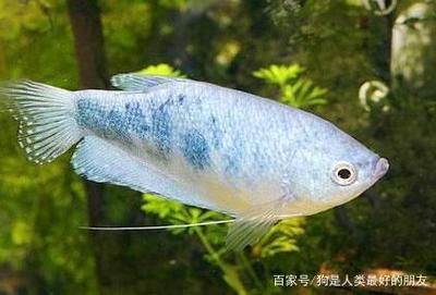 龍魚(yú)水面吸水吐泡沫怎么辦 龍魚(yú)百科 第2張