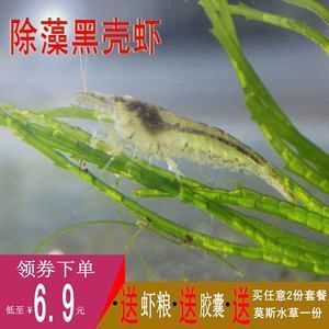 龍魚(yú)水面吸水吐泡沫怎么辦 龍魚(yú)百科 第1張