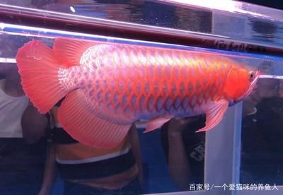 養(yǎng)龍魚有什么好處嗎為什么要養(yǎng)龍魚呢